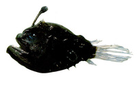 Himantolophus groenlandicus, Atlantic footballfish: