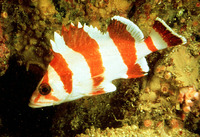 Sebastes rubrivinctus, Flag rockfish: