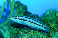 Parajulis poecilepterus, : fisheries, aquaculture, gamefish, aquarium