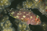 Sebastapistes cyanostigma, Yellowspotted scorpionfish: