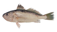 Pennahia anea, Greyfin croaker: fisheries