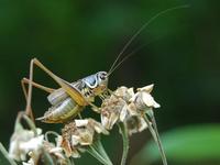 Bicolorana roeselii - Roesel's Bush-Cricket