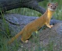 Image of: Mustela frenata (long-tailed weasel)