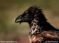 Gypaetus barbatus - Bearded Vulture