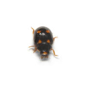 Image of: Coccinellidae (lady beetles and ladybird beetles)