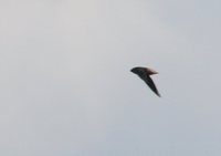 Short-tailed Swift - Chaetura brachyura