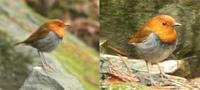 Japanese Robin - Erithacus akahige
