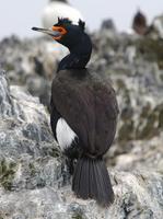 Red-Faced Cormorant
