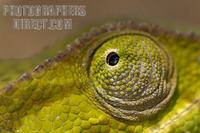 Flap necked chameleon eye stock photo