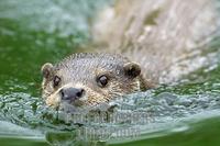 swimming European Otter ( Lutra lutra lutra ) , portrait stock photo