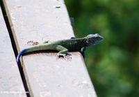 Blue-headed tree agamid