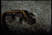 : Ambystoma macrodactylum sigillatum; Southern Long-toed Salamander