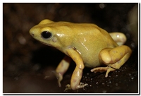 : Dendrobates auratus gold; Green Poison Frog
