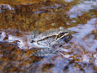 : Rana cascadae; Cascades Frog