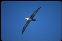 : Diomedea irrorata; Waved Albatross