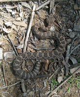 : Crotalus oreganus helleri; Southern Pacific Rattlesnake