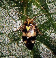 : Calocoris quadripunctatus; Striped Oak Bug