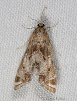 : Petrophila sp.