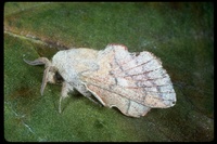 : Phyllodesma coturnix; Lappet moth