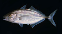 Carangoides equula, Whitefin trevally: fisheries, aquaculture, gamefish