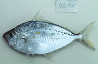 Leiognathus leuciscus, Whipfin ponyfish: fisheries