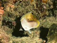 Chaetodon auriga, Threadfin butterflyfish: fisheries, aquarium