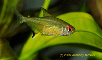Hyphessobrycon pulchripinnis, Lemon tetra: aquarium