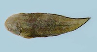 Cynoglossus semilaevis, Tongue sole: