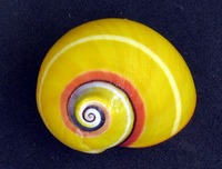 Polymita picta - Cuban Land Snail