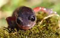 Image of: Plethodon jordani (Appalachian salamander)