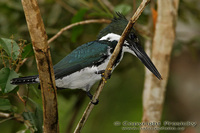 Chloroceryle amazona - Amazon Kingfisher
