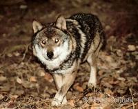 Canis lupus signatus - Iberian Wolf