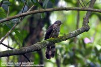 Large Hawk-Cuckoo - Cuculus sparverioides