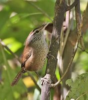 Sinaloa Wren - Thryothorus sinaloa