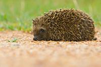 South African Hedgehog (Atelerix frontalis)