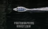 Harbour Seal stock photo