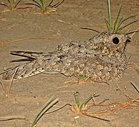 ...y are not all avian! There are of course many great birds such as this Sykes's Nightjar (Mark Be