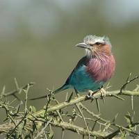 Lilac-breasted Roller p.236