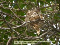 Noisy Friarbird, Philemon corniculatus (Meliphagidae), Coolum, Queensland,  nest in Spathodea ni...