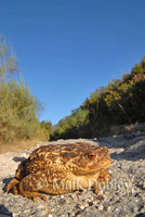 : Bufo bufo spinolosus; Mediterranean Toad