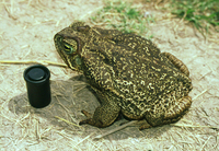 : Bufo paracnemis; Bull Toad, Curur