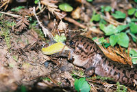 : Dicamptodon tenebrosus; Coastal Giant Salamander;