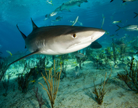 : Galeocerdo cuvier; Tiger Shark