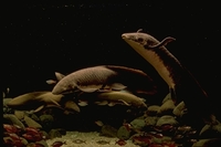 : Neoceratodus forsteri; Australian Lungfish