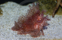 : Rhinopias aphanes; Weedy Scorpionfish
