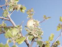 : Callirhytis pomiformis; Live Oak Gallfly;
