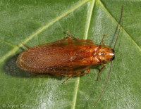 : Parcoblatta sp.; Wood Cockroach