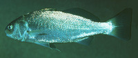 Genyonemus lineatus, White croaker: fisheries, gamefish