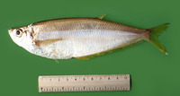 Pliosteostoma lutipinnis, Yellowfin herring: fisheries