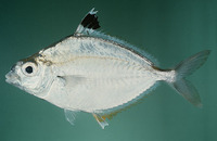 Leiognathus daura, Goldstripe ponyfish: fisheries